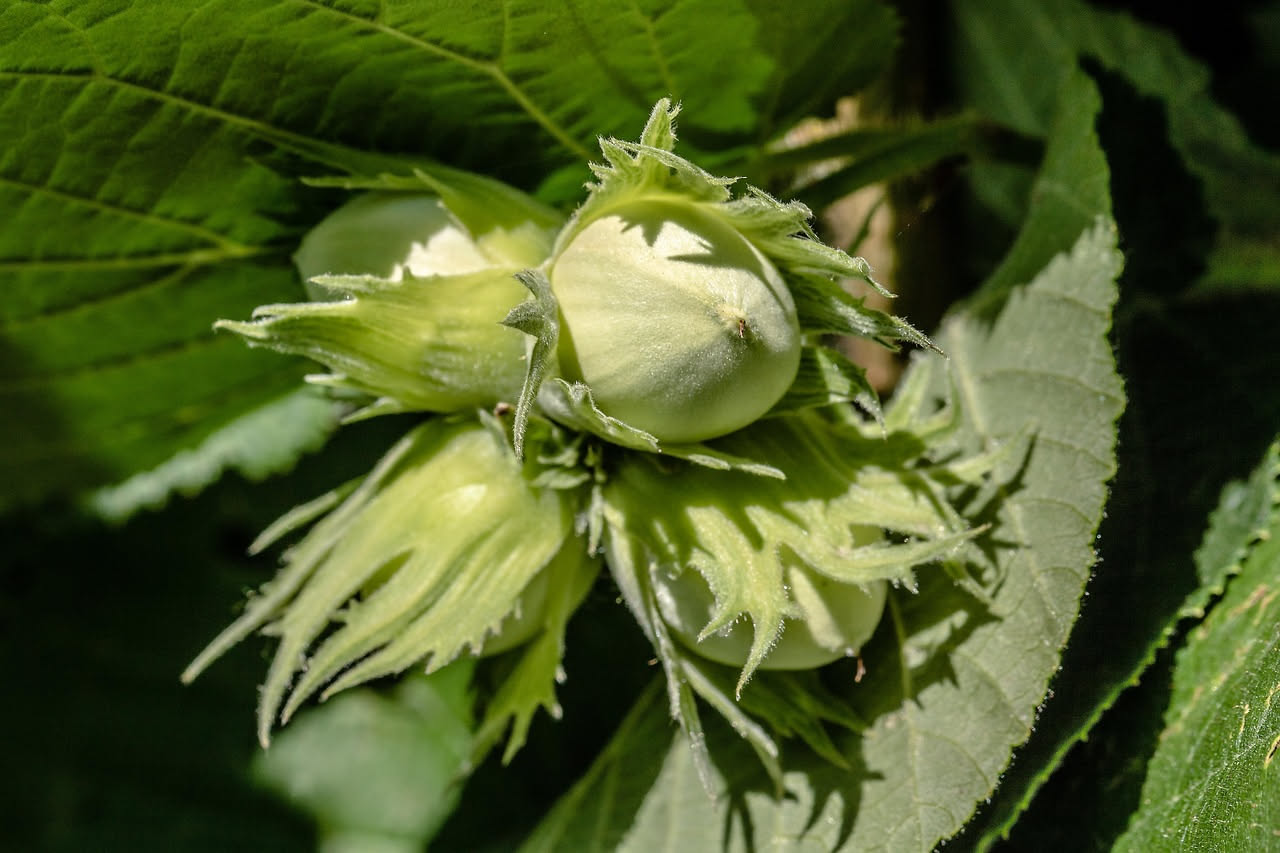 Liquore di nocciola molisano