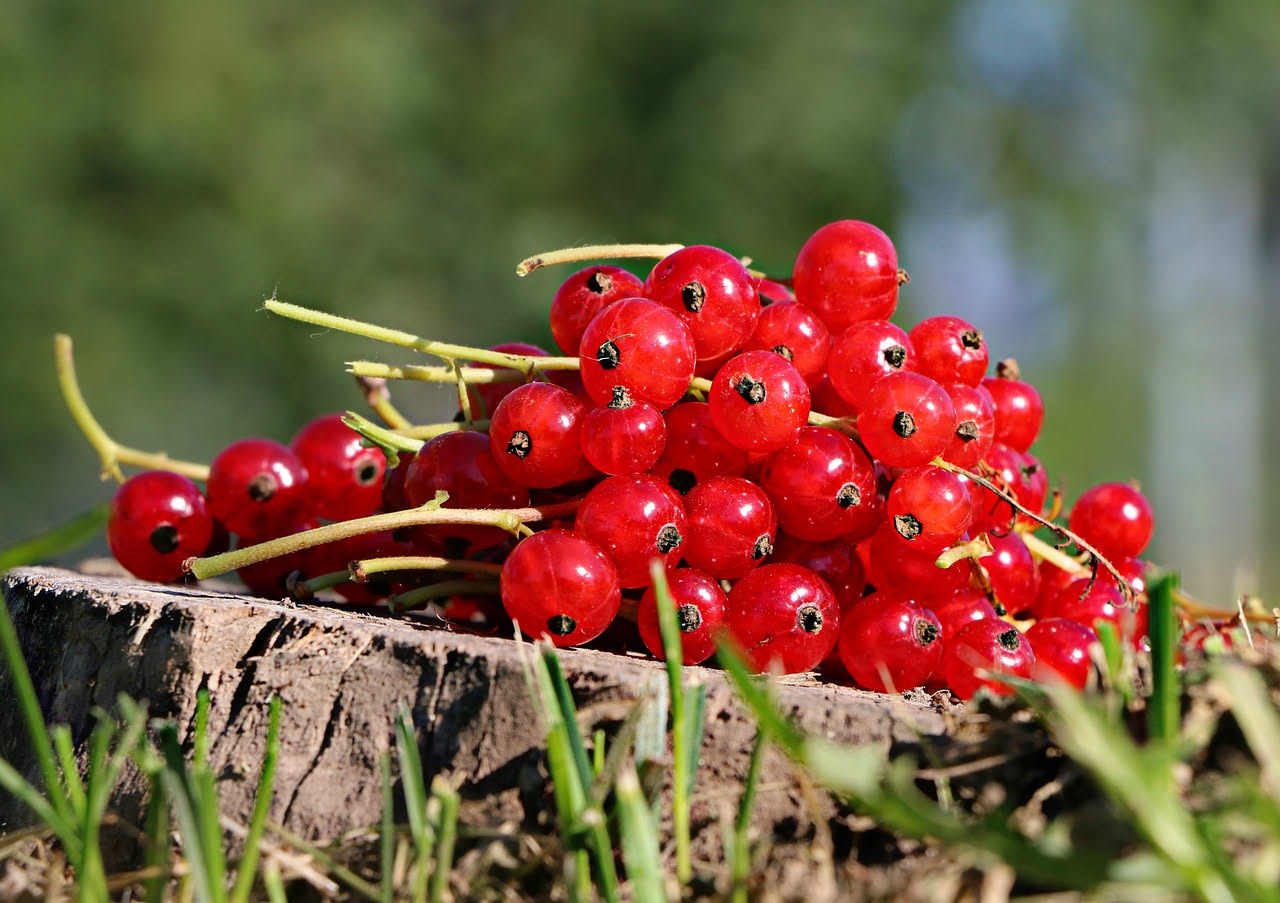Liquore di ribes
