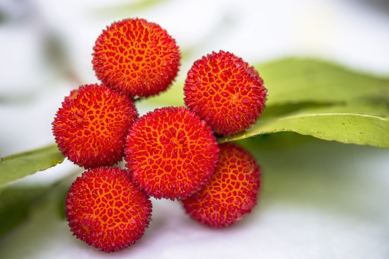 Marmellata di corbezzoli