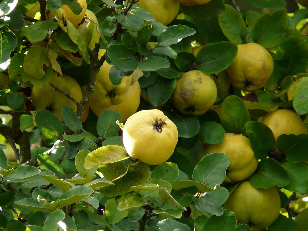 Marmellata di mele cotogne