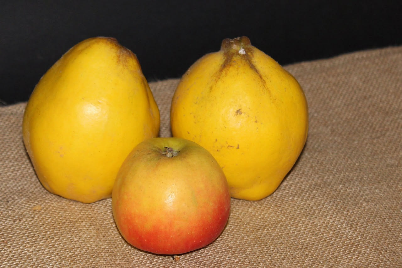 Mele cotogne conservate
