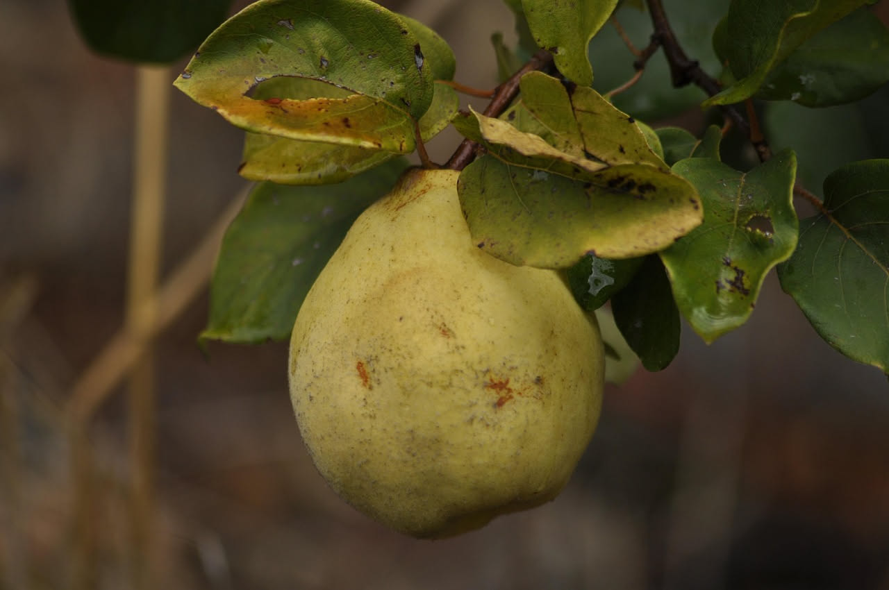 Mele cotogne sotto sciroppo