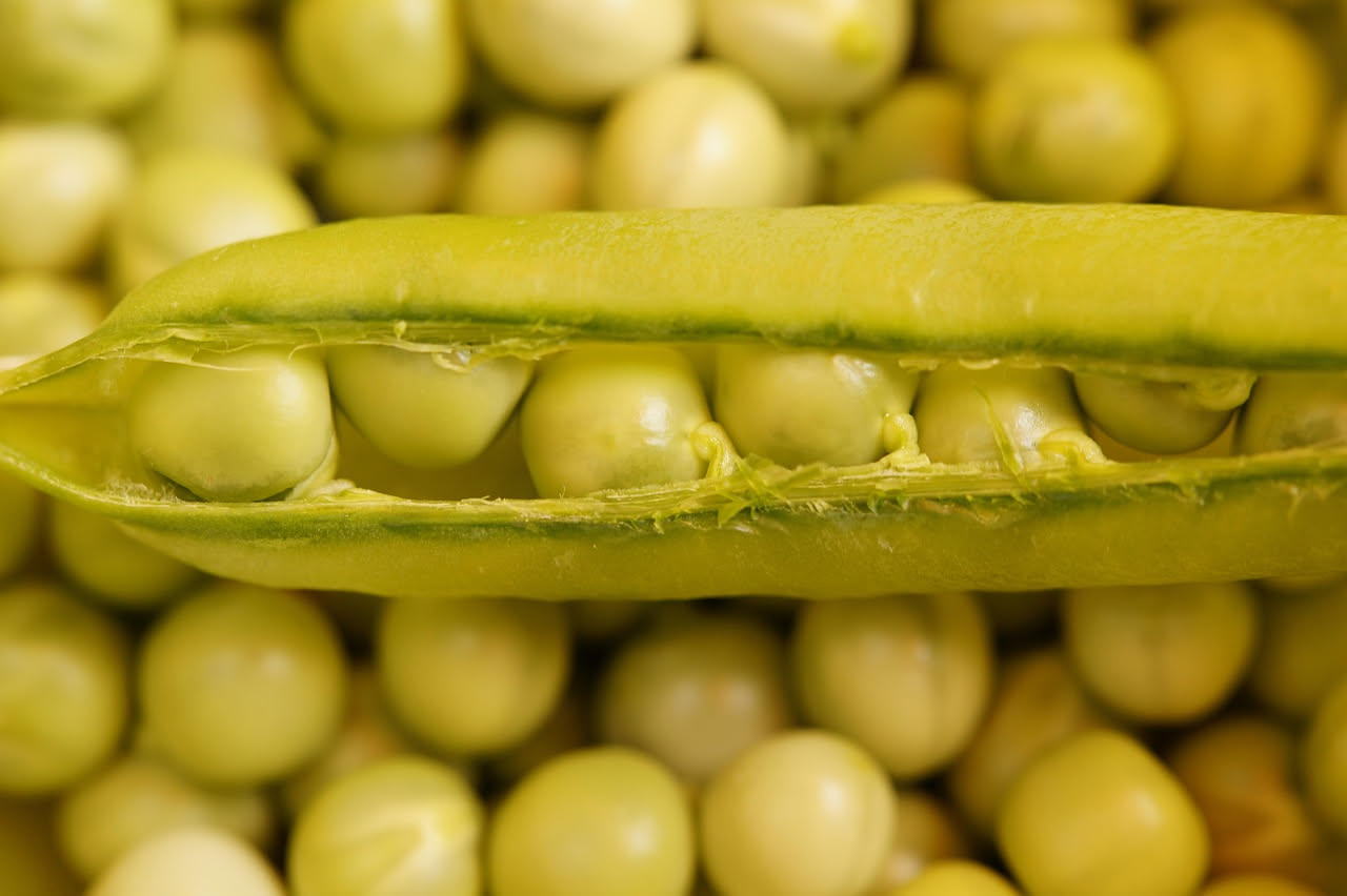 Ciotola di minestra d'orzo e piselli fumante, con orzo perlato dorato, piselli verdi brillanti, brodo trasparente, servita in piatto fondo bianco con cucchiaio, pangrattato tostato in superficie