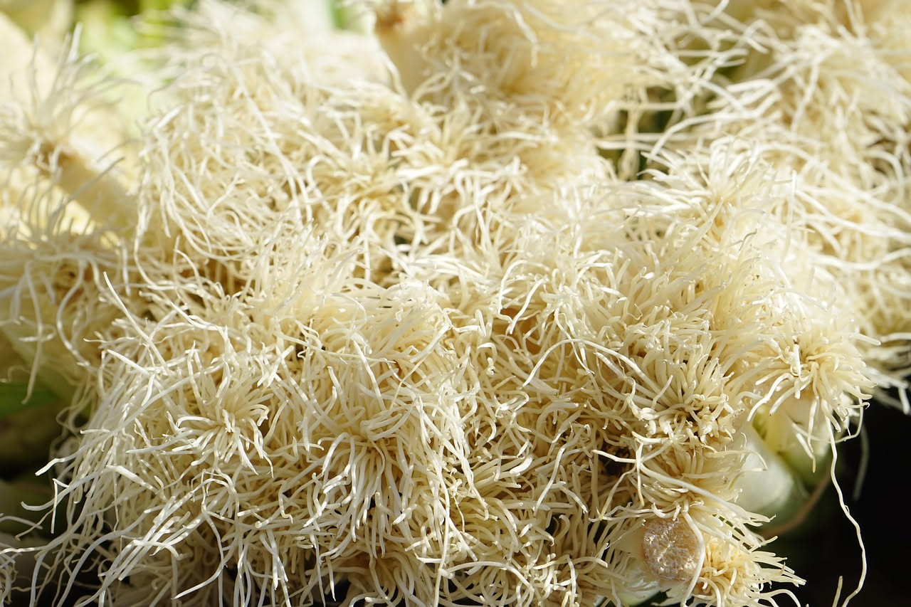 Ciotola di minestra con ortaggio verde barba di frate, brodo trasparente ambrato, prezzemolo fresco e filo d'olio a vista, servita su tavolo di legno scuro con cucchiaio in ceramica