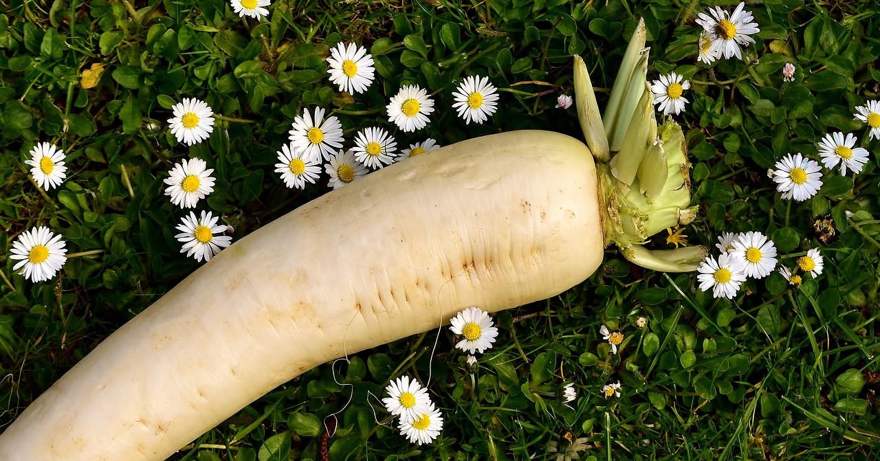 Minestra di rapa bianca servita in ciotola di ceramica bianca, brodo chiaro con pezzi di rapa e patata, un filo d'olio verde in superficie, crostini di pane scuro sul lato del piatto