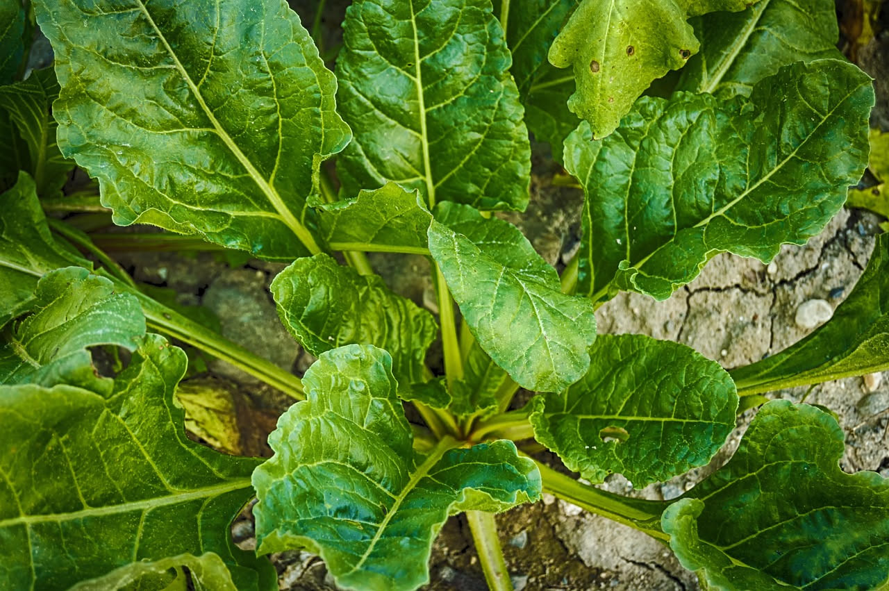 Minestra di riso e bietole in ciotola bianca, riso morbido immerso in brodo trasparente, verdure verdi scure in superficie, cucchiaio di legno appoggiato sul bordo