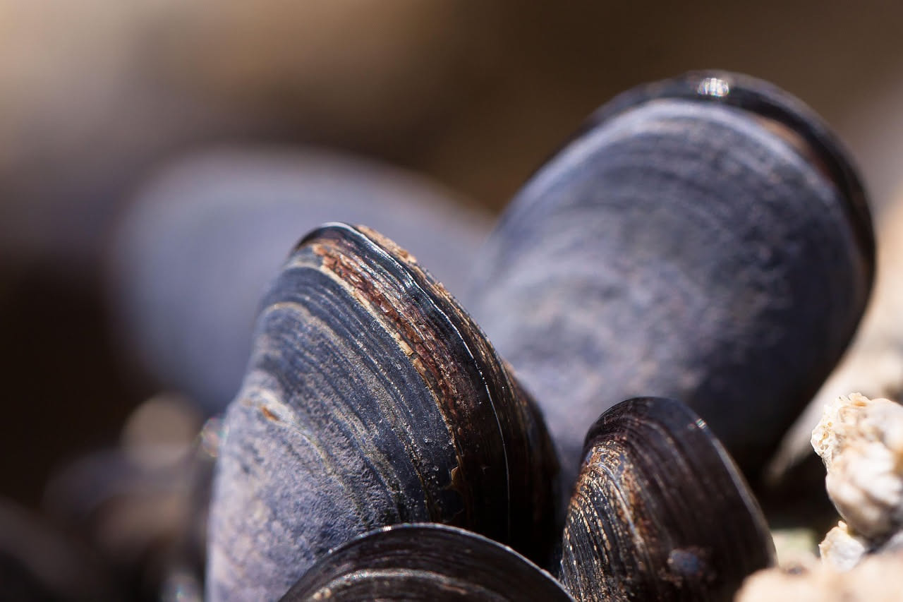 Mitili ripieni: molluschi succulenti che nutrono con proteine e minerali in leggerezza