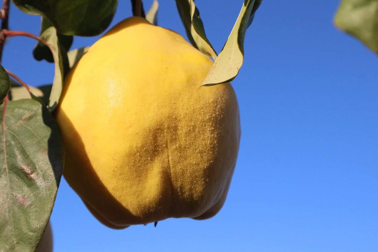 Mostarda di cotogne
