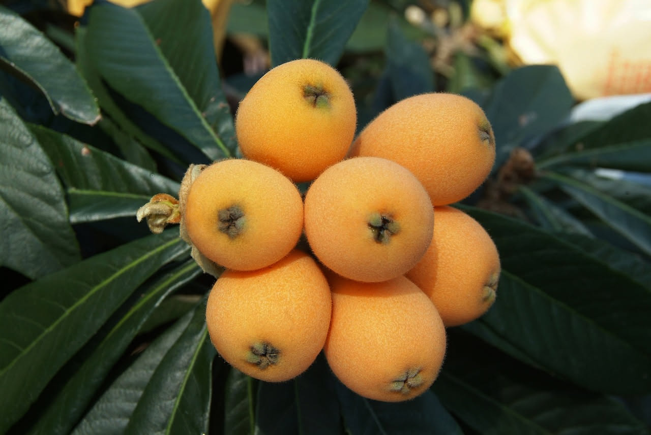 Nespole in conserva
