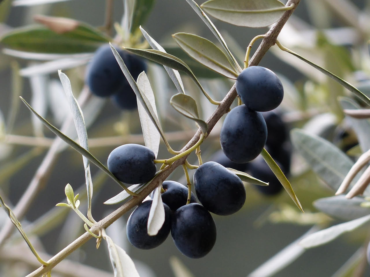 Olive nere conservate