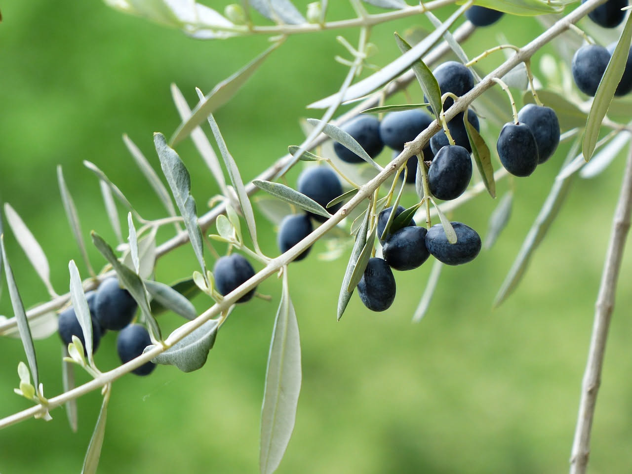 Olive nere di Nuoro