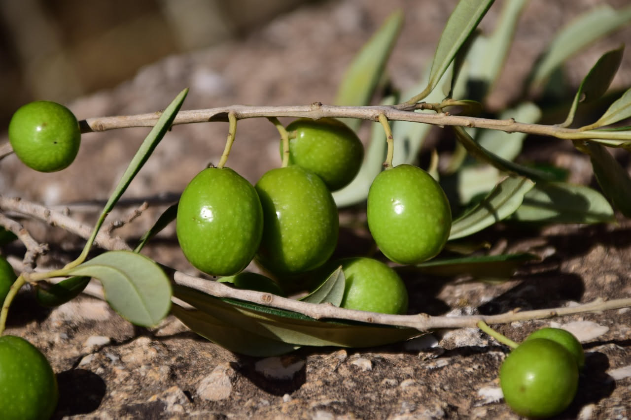Olive verdi conservate