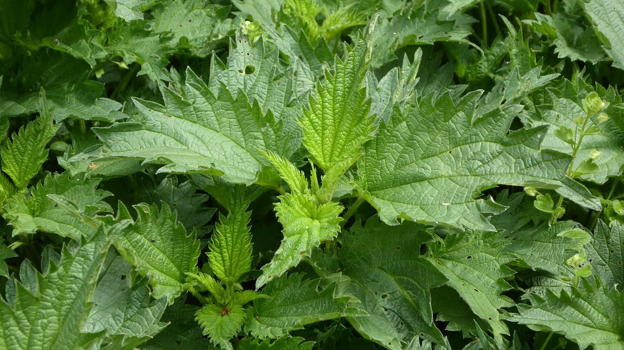 Ortiche lessate