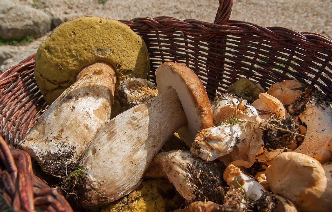 Orzotto con funghi porcini