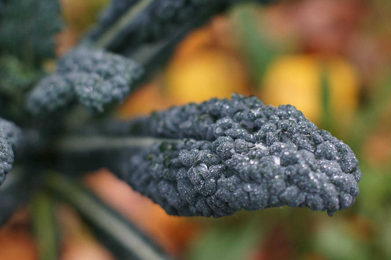 Panata di cavolo nero
