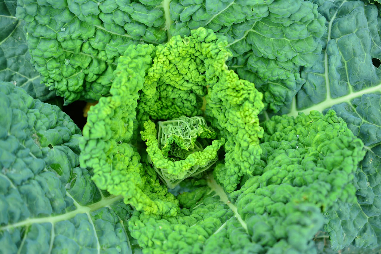 Una ciotola di pappa col cavolo nero cremosa di colore grigio-verde, con cavolo nero visibile in superficie, olio d'oliva fresco versato sopra e pane tostato accanto sulla tavola di legno scuro