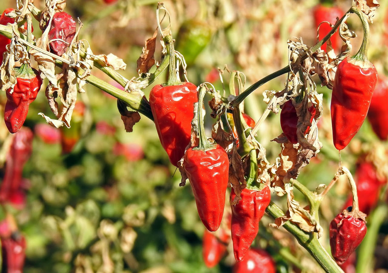 Peperoni cruschi ripassati in padella