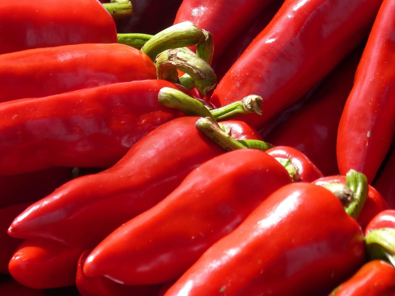 Quattro peperoni cruschi ripieni in una pirofila da forno, riempiti di carne macinata e formaggio grattugiato, cotti fino a dorare leggermente in superficie, serviti tiepidi con il sugo di cottura, su
