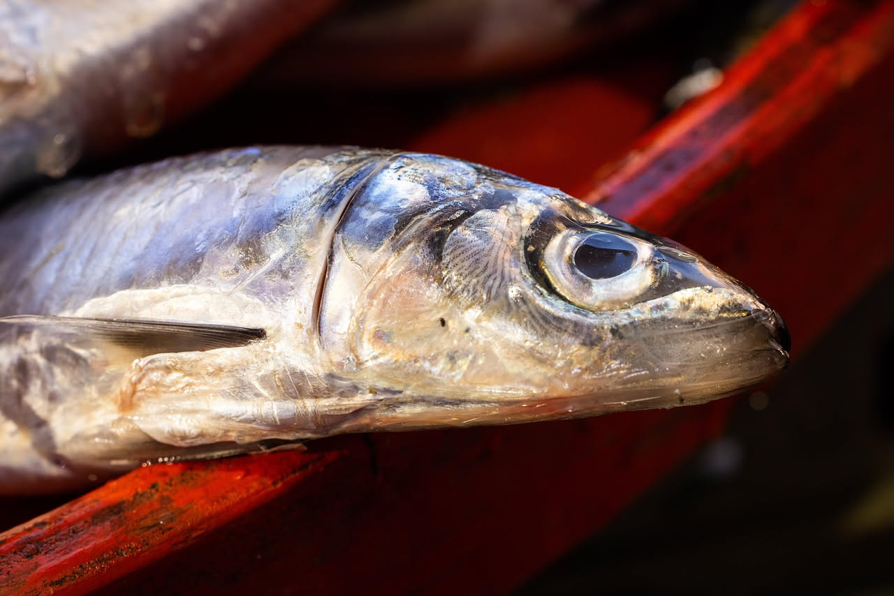 Pesce azzurro marinato: ricchezza di omega 3 in un morso fresco e delicato