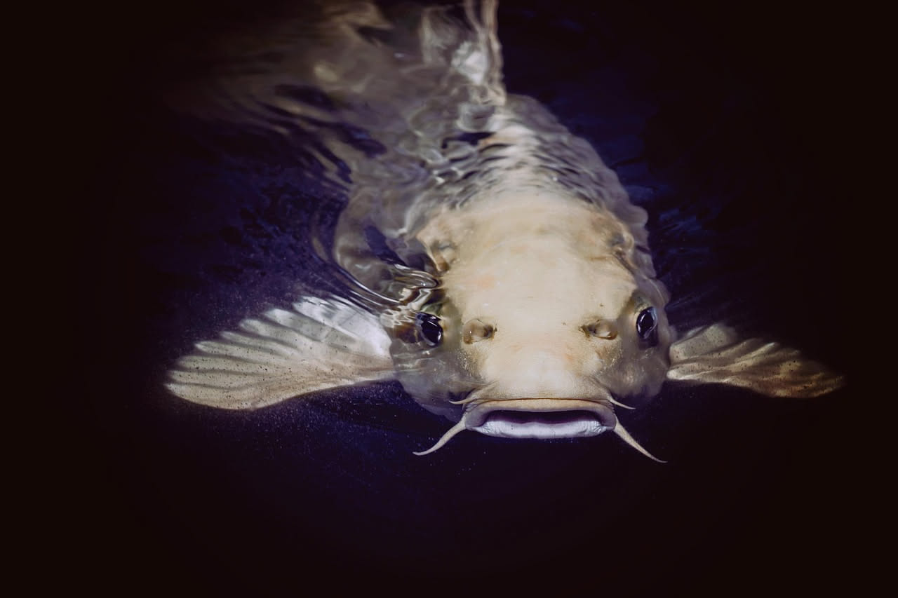 Pesce gatto in brodo