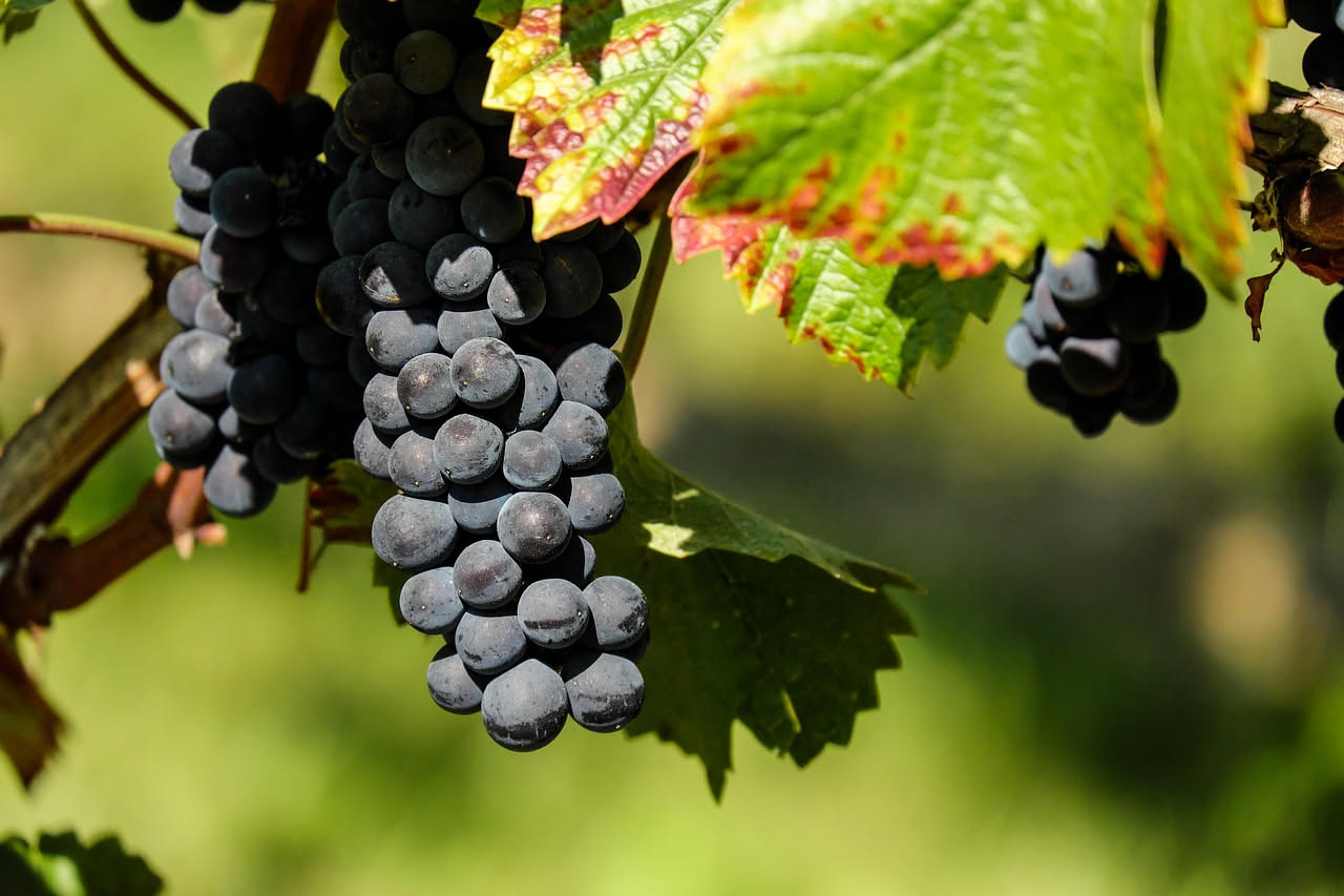 Pinot Nero Toscano