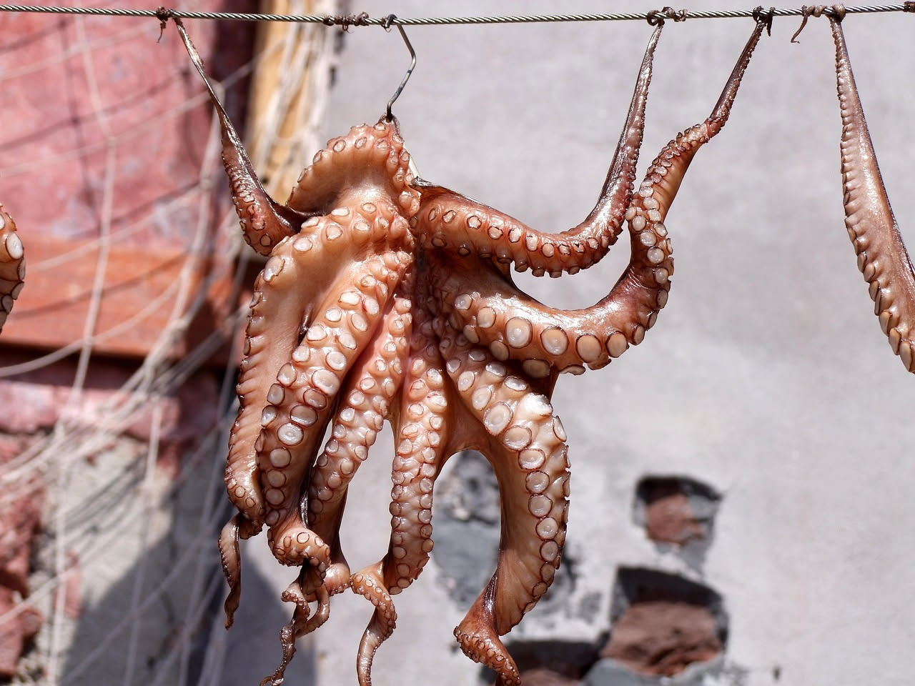 Polpo rosato e morbido in umido dentro una pentola di terracotta, circondato da pomodori, aglio e prezzemolo verde, con brodo scuro e denso