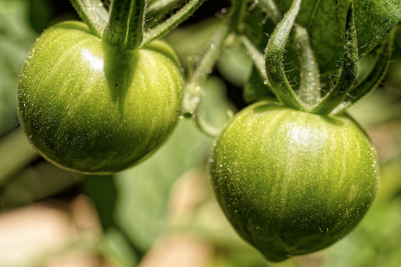Pomodori verdi conservati