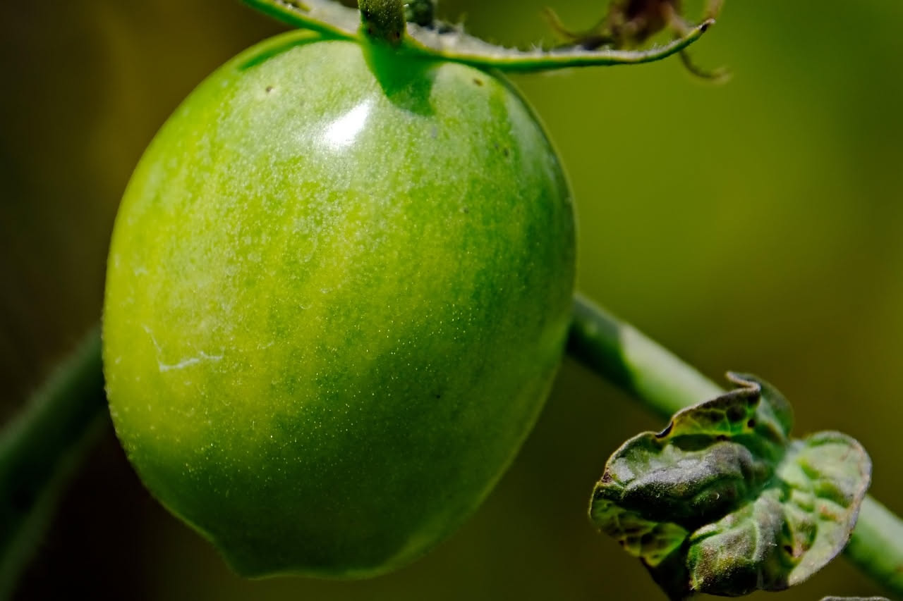 Pomodori verdi in agrodolce