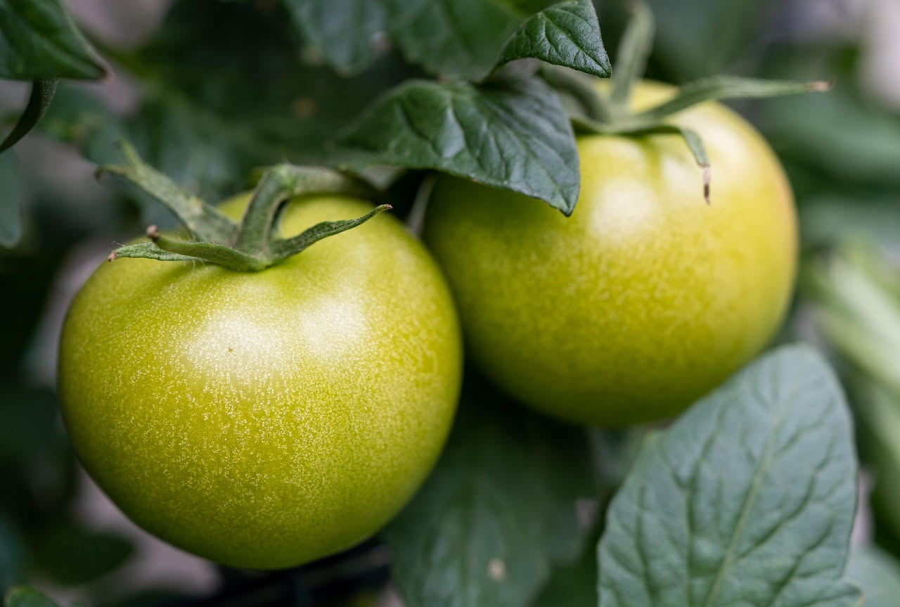 Vasetto di vetro trasparente con pomodori verdi interi immersi in liquido trasparente con aceto, foglie di basilico e pepe nero visibile, tappo ermetico chiuso, sfondo bianco da cucina