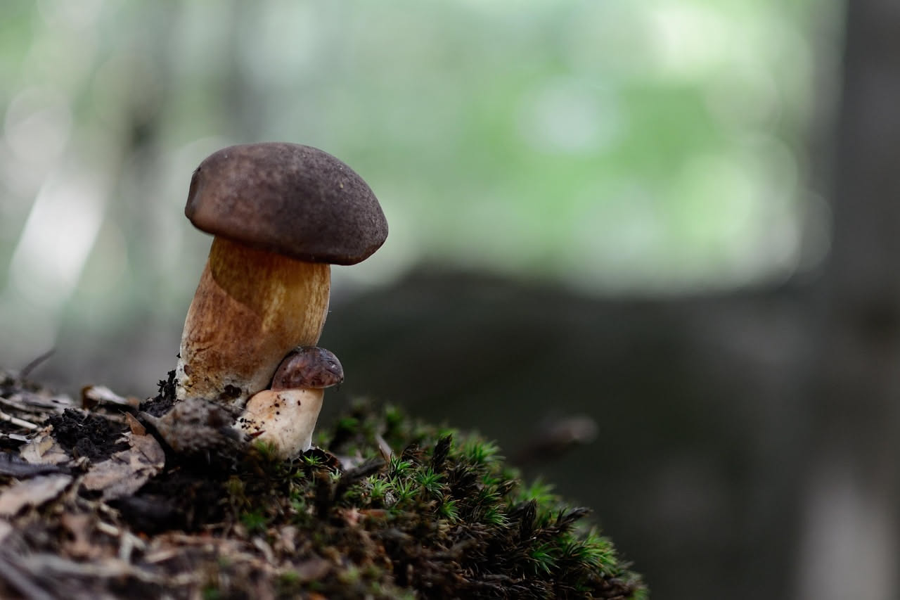 Porcini in agrodolce