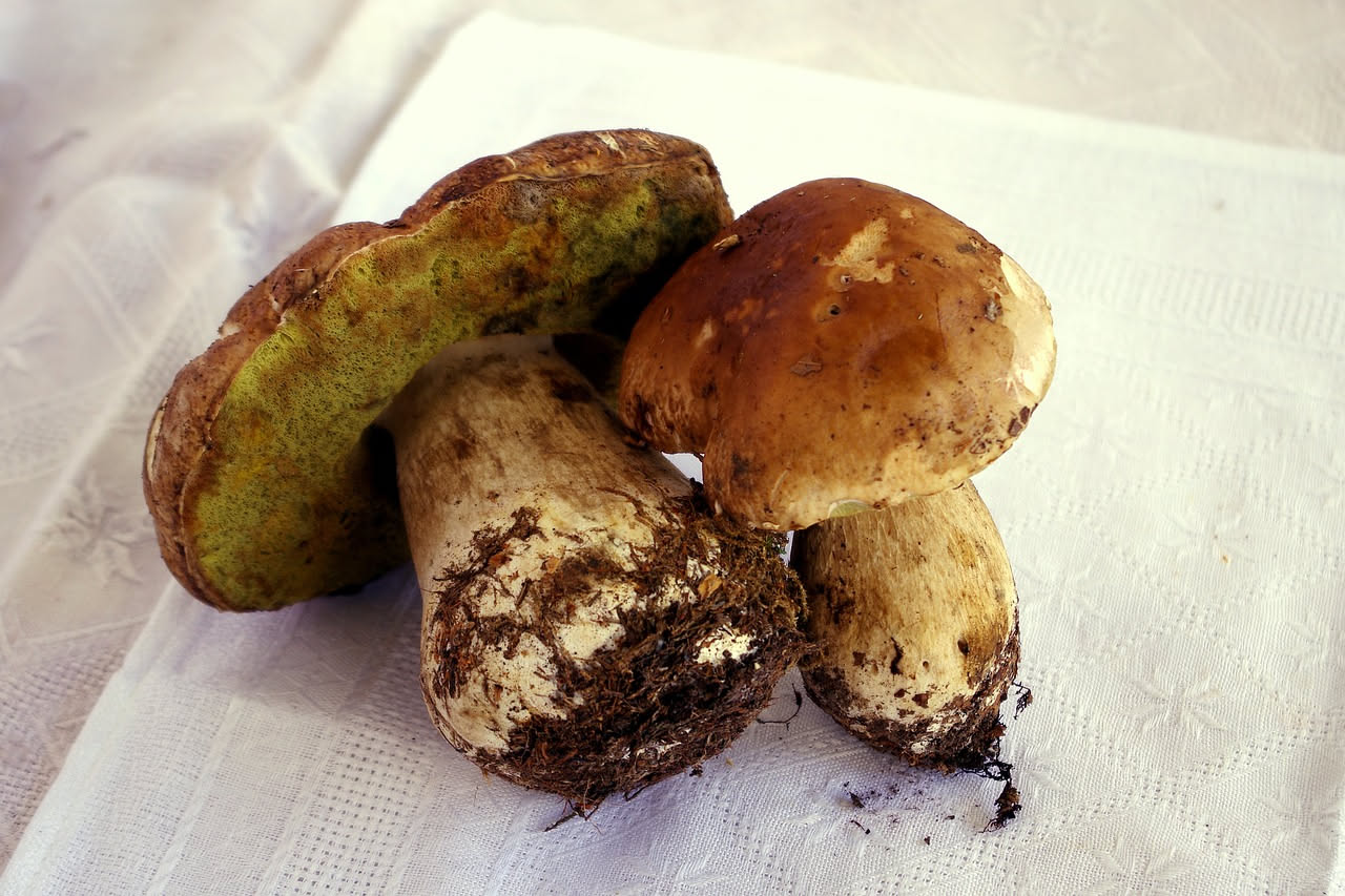 Porcini interi di colore marrone scuro in umido in una pentola di terracotta con salsa marrone, aglio e prezzemolo fresco