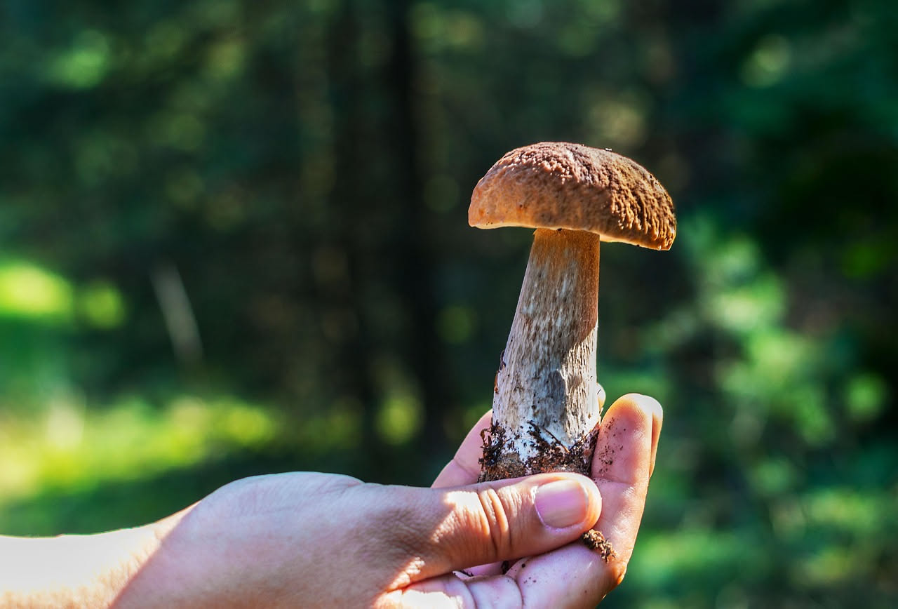 Porcini secchi conservati