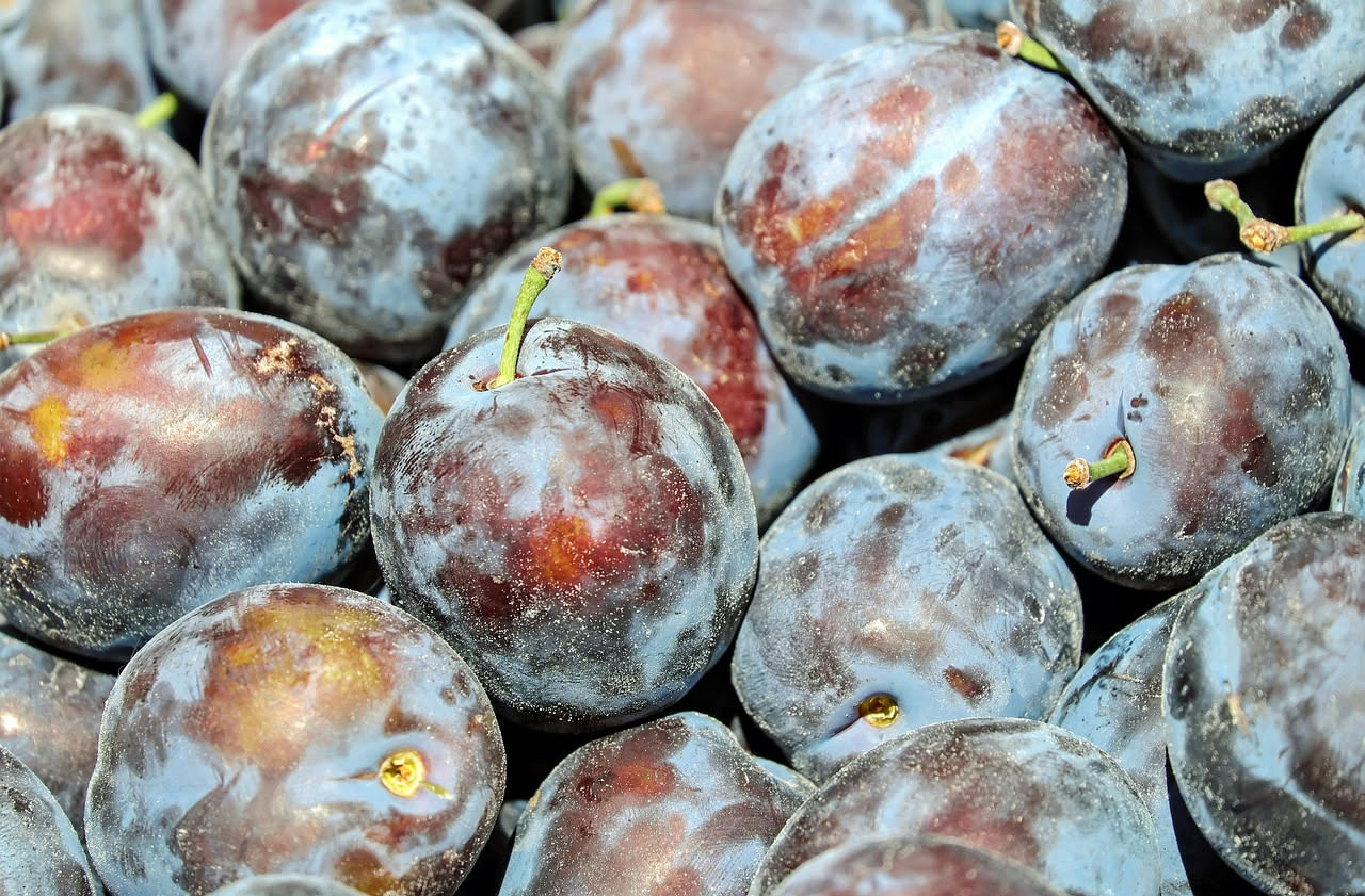 Prugne secche al vino