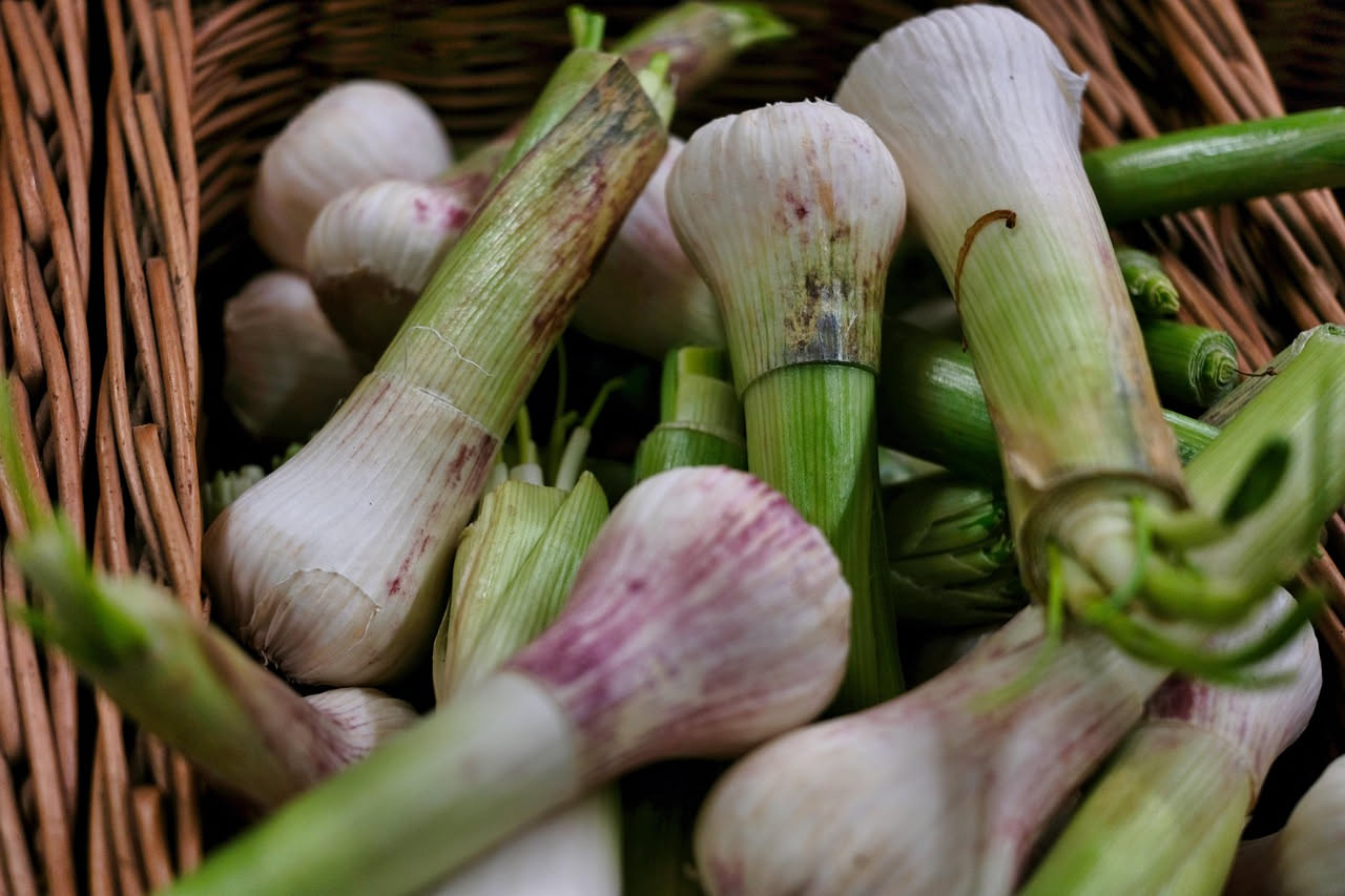 Puntarelle ricce e croccanti in un piatto bianco, condite con salsa d'acciughe dorate, aglio e olio d'oliva lucido, con fette di limone accanto