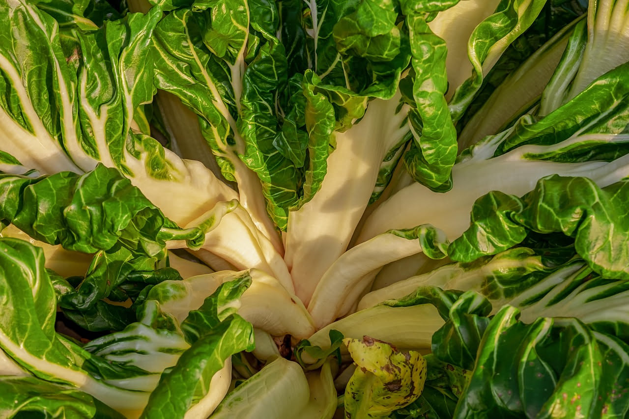 Radicchio tardivo rosso scuro tagliato a spicchi, disposto su piatto bianco con bordi leggermente anneriti dal forno, condito con olio e rosmarino fresco