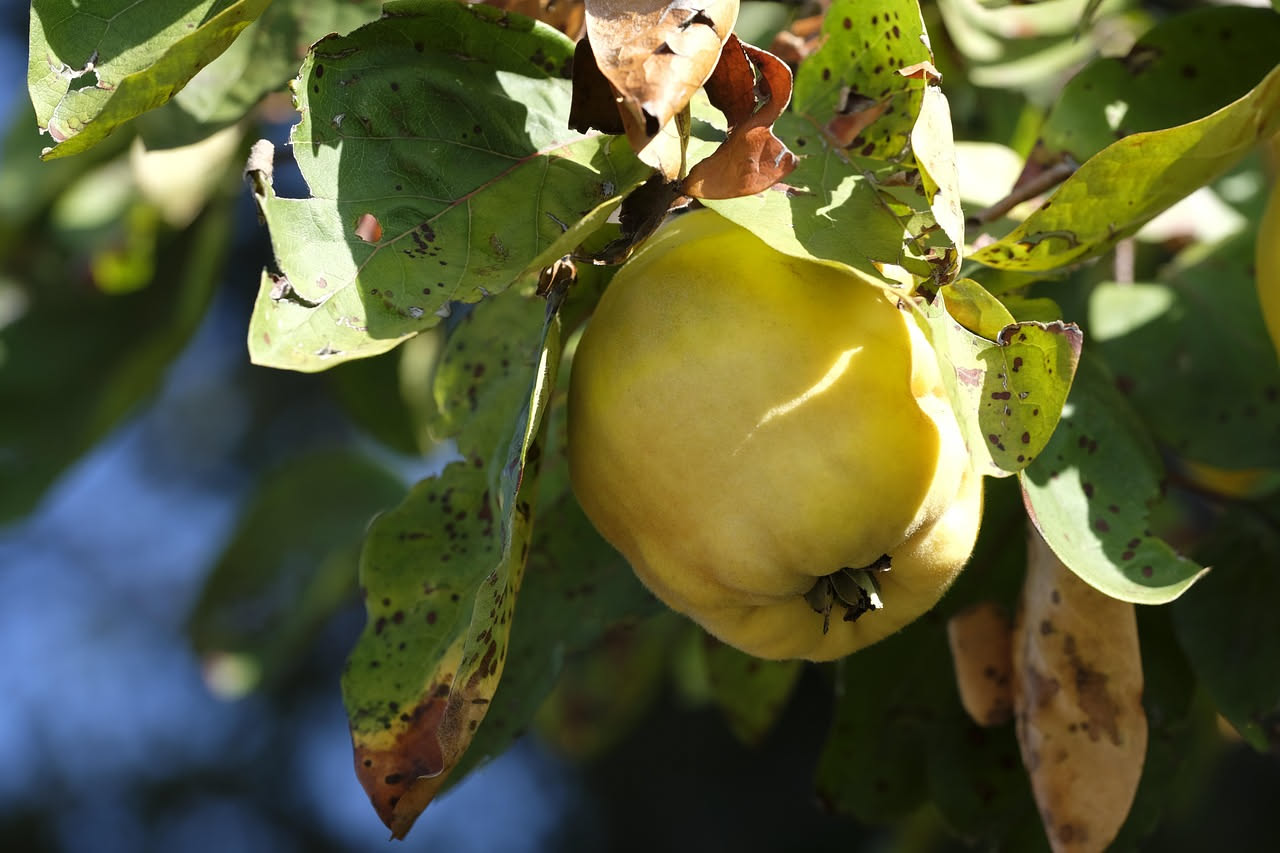 Salsa di mele cotogne