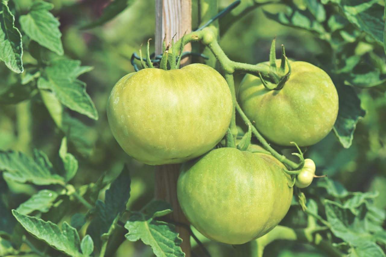 Salsa di pomodori verdi