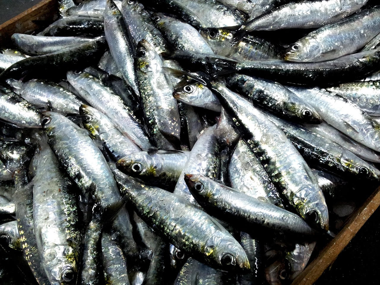 Sardelle salate dorate disposte su un piatto bianco con cristalli di sale grosso, limone fresco a spicchi e un filo di olio d'oliva