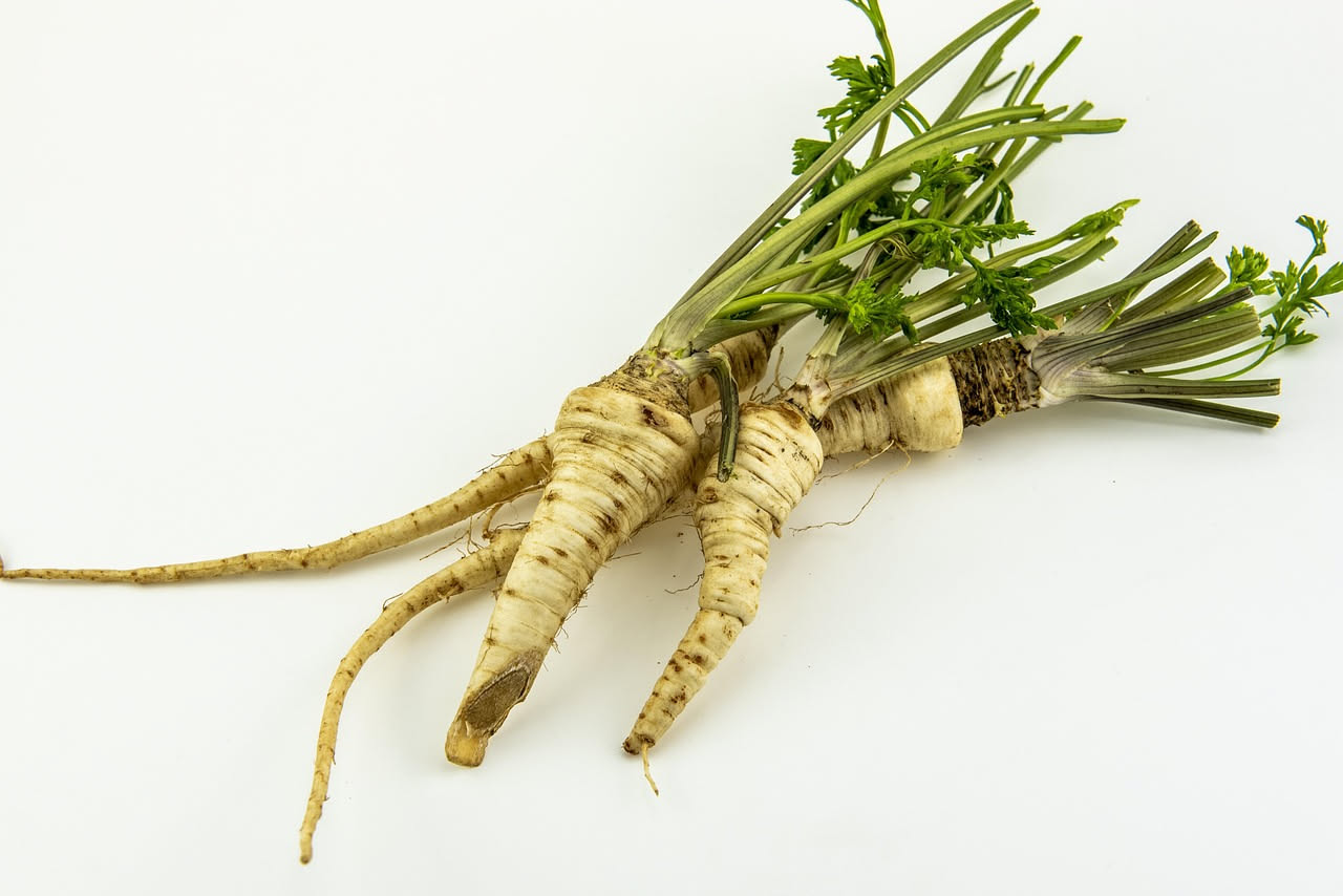Scorzonera trifolata