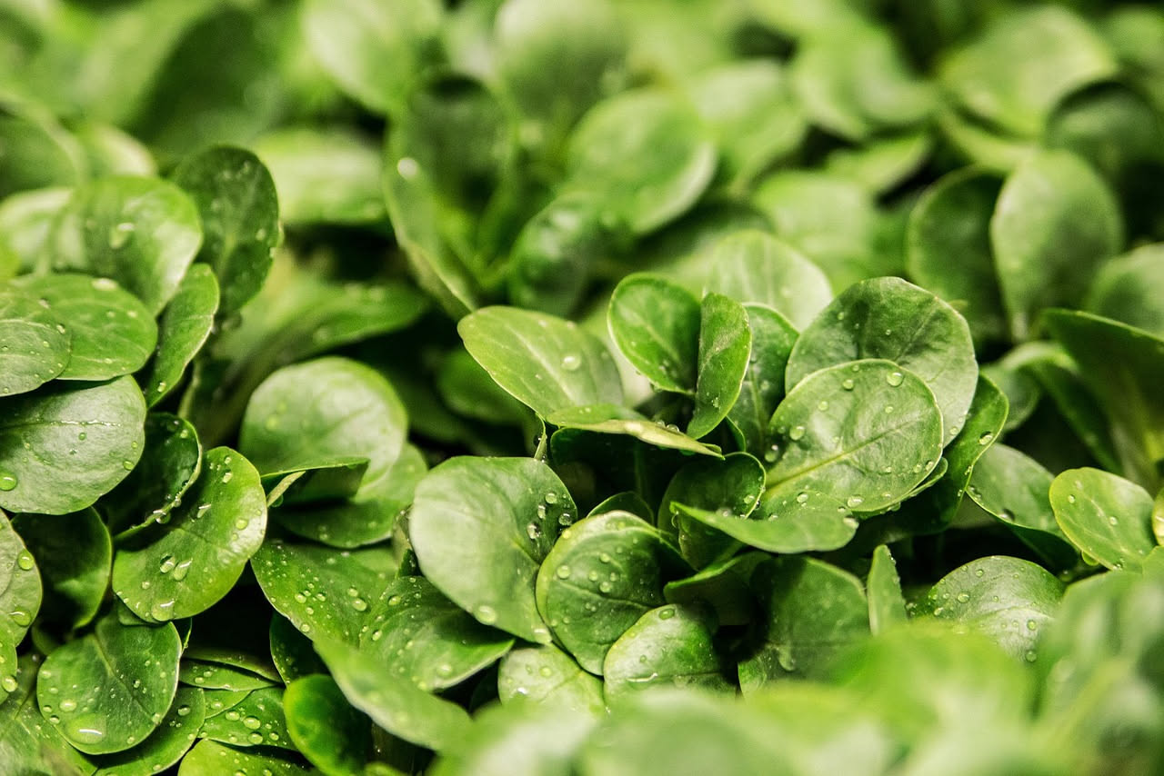 Spinaci selvatici ripassati