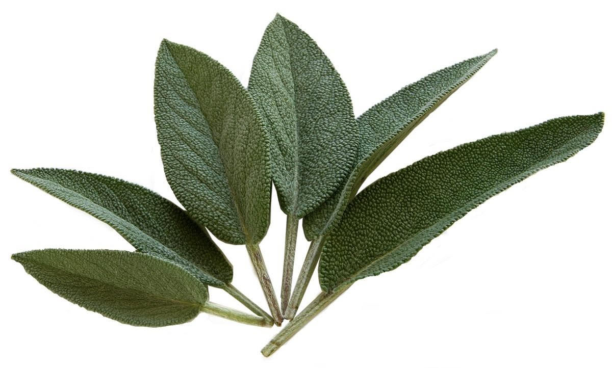 Piatto di strozzapreti dorati con burro lucido, foglie di salvia verde chiaro distribute sulla pasta, fondo di ceramica bianca, vista dall'alto leggermente laterale