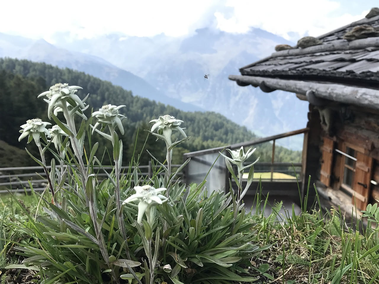 Tisana di erbe alpine