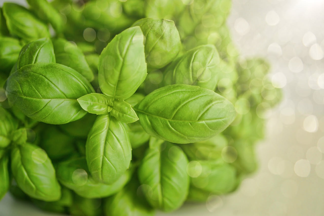 Piatto bianco con trofie intrecciate ricoperte di pesto verde scuro, pinoli dorati sparsi in superficie, foglie di basilico fresco, granella di parmigiano reggiano grattugiato al centro, su tavolo in