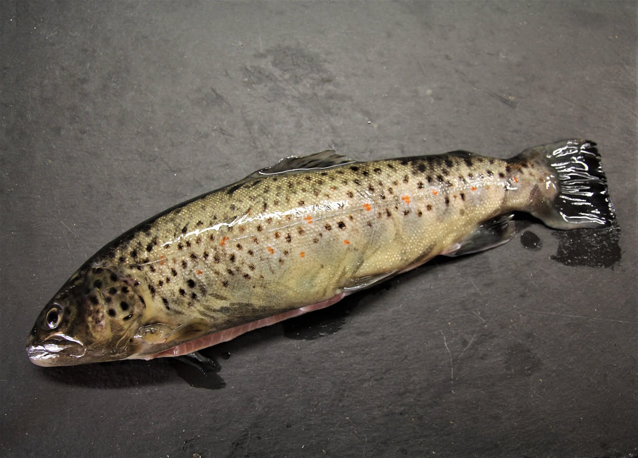 Trota di fiume alla griglia