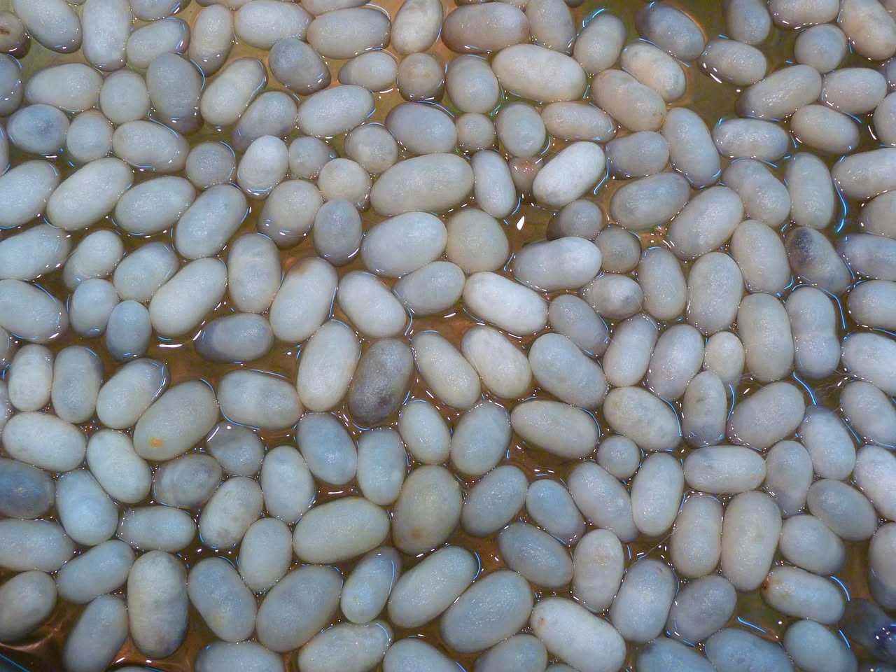 Uova di riccio conservate