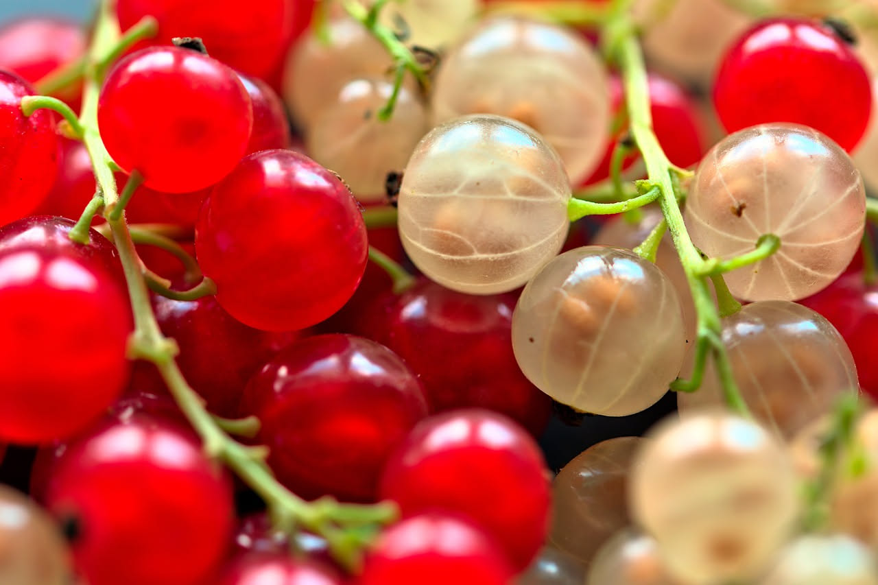 Uva fragola in sciroppo