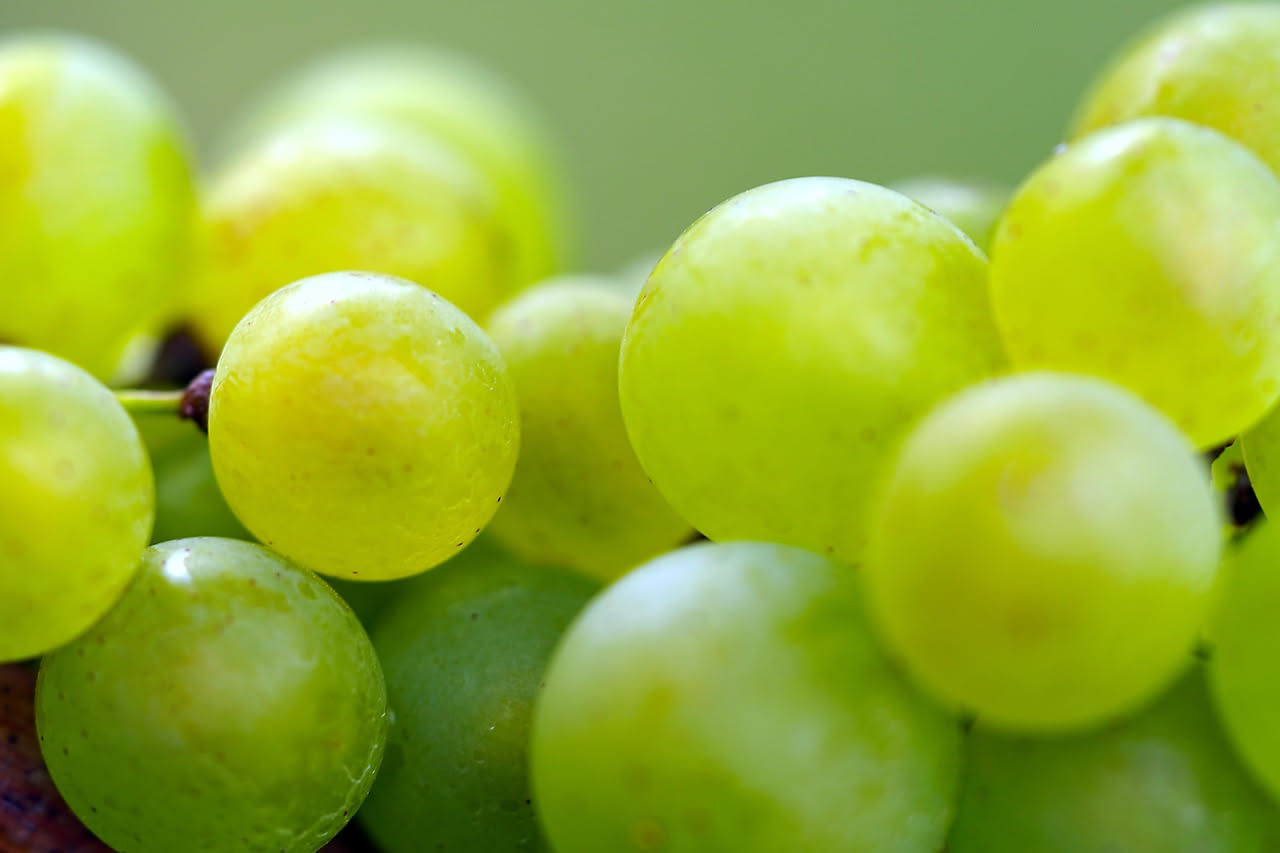 Uva Moscatella
