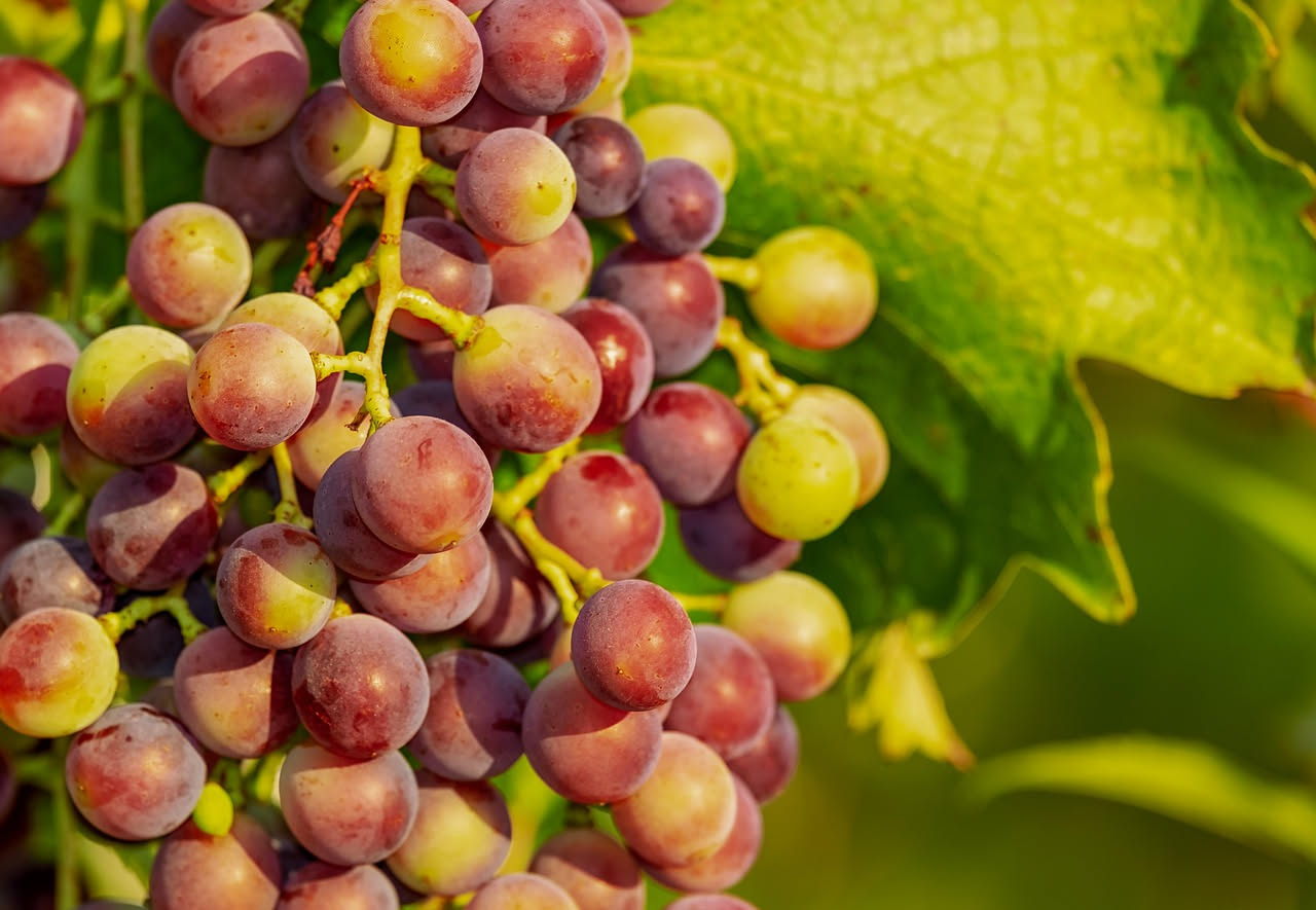 Vino da uve autoctone Petit Rouge