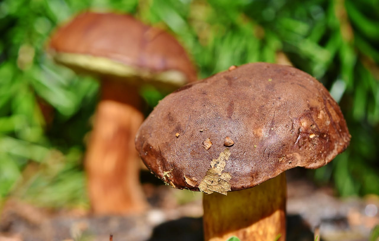 Zuppa di funghi porcini